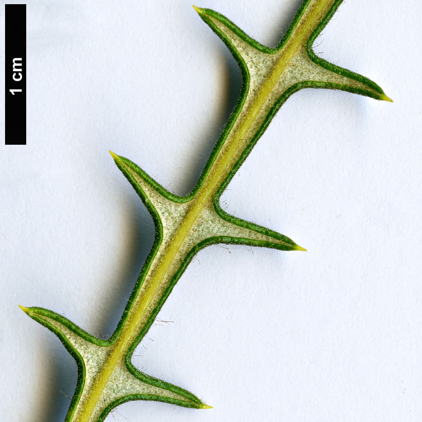High resolution image: Family: Proteaceae - Genus: Dryandra - Taxon: platycarpa